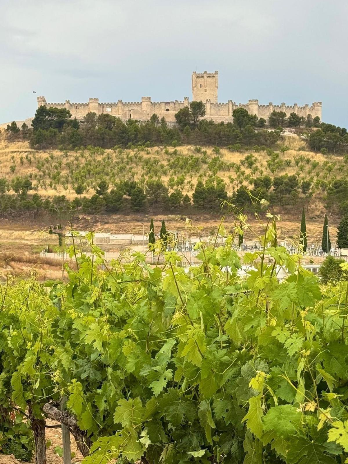 Finca Entrevinedos De Bodegas Marcos Пеньяф'єль Екстер'єр фото
